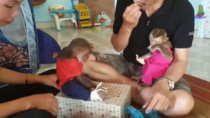 Monkey Abu Injured Leg Sam Visited Abu Monkey Baby Sam Dance