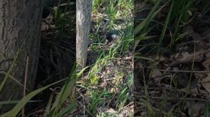 Змей поймал ротана