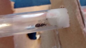 что с матками муравьёв у них что первые муравьи ?