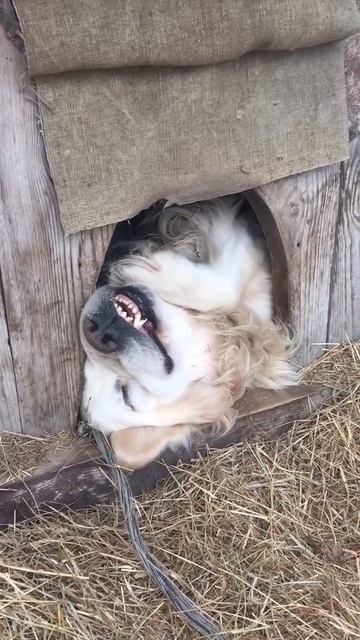 Осторожно, злая собака! смотреть онлайн