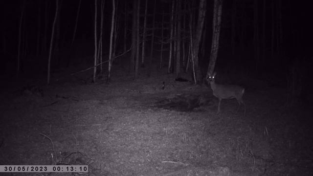 БАРСУК И САМКА КОСУЛИ смотреть онлайн