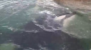 Спасение касатки