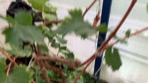 Виноград.начало осенней обрезки и укладки лоз на зиму)