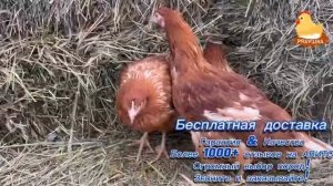 Куры несушки молодки от компании РЯБУШКА
