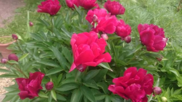 Paeonia Burnished Bronze смотреть онлайн