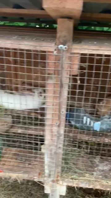 ПРИШЛИ ПОКОРМИТЬ КРОЛИКОВ😏