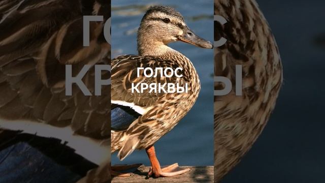 ГОЛОС УТКИ МАНОК НА УТКУ #shorts смотреть онлайн