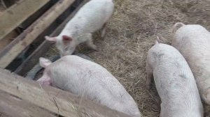 Один день из жизни поросят 31января.