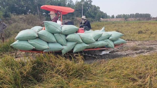 កសិករដឹកស្រូវ Awesome Harvester Update Transport Rice In Mud | Agriculture crop Equipment machine