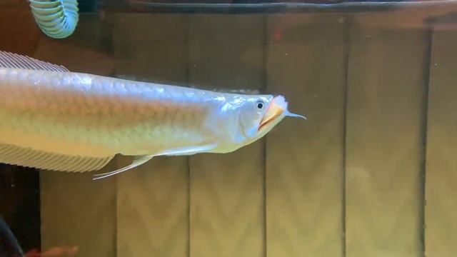 Арована смотреть онлайн