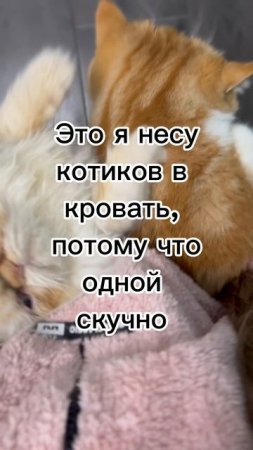 Угадайте, как я держу тел 🤪 #ПокажиСвоегоКотика #марикалапунова #кот #котик #милыйкот