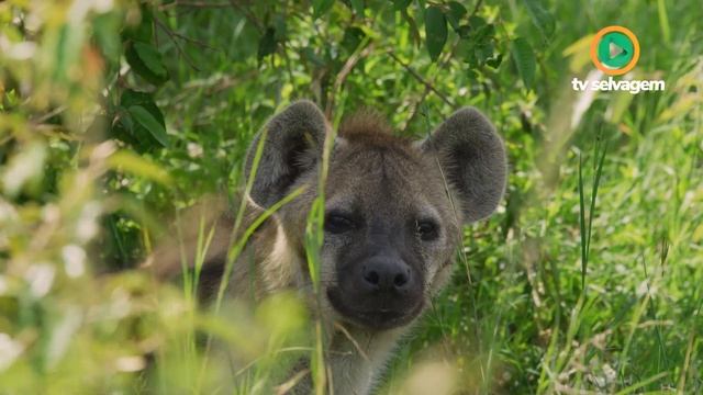 É ISSO QUE ACONTECE QUANDO A HIENA ENCONTRA O LEOPARDO смотреть онлайн