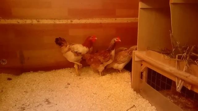 Новые куры "Загорская лососевая" в курятнике смотреть онлайн