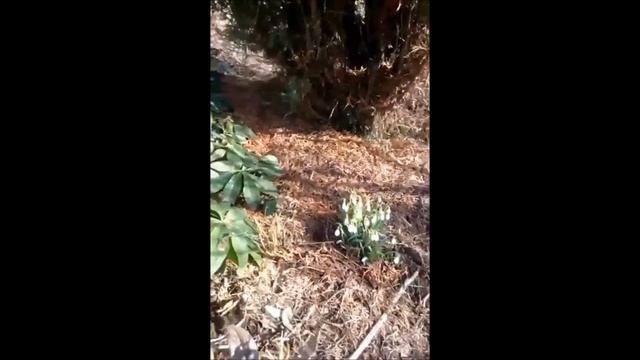 Прямой эфир из Сада Дракона - 12,04,2018 смотреть онлайн