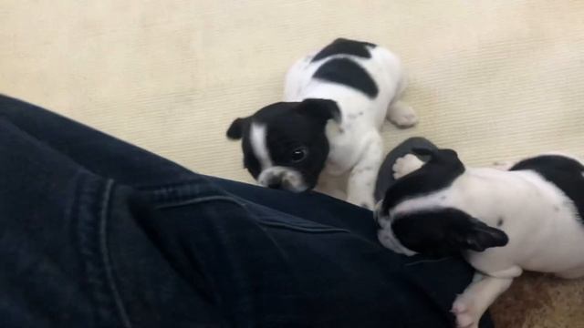 Французский бульдог Лира - шаг вперёд - два назад 🐾=🐾🐾 смотреть онлайн