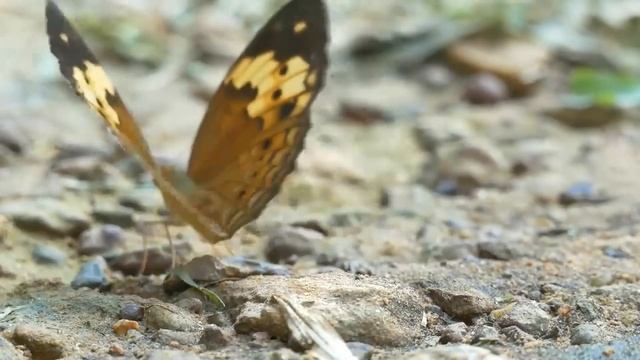 Разорившийся миллионер уговорил старую цыганку пойти с ним на переговоры, а едва та коснулась руки смотреть онлайн