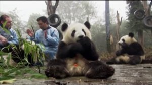 Без ума от панды