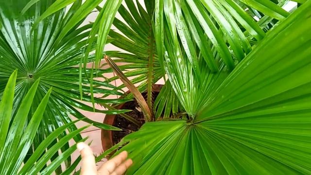 HOW TO GROW AND CARE CHINESE FAN PALM || CHINA PALM CARE 🌴🌴