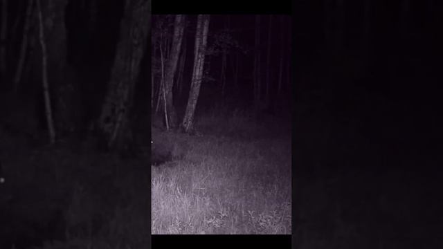 ИСПУГ ДИКИХ ЖИВОТНЫХ #shorts смотреть онлайн
