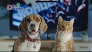 Анонс и реклама (Домашний, 07.12.2019) (11)