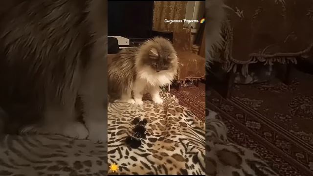 Красавец Серый играет с новой игрушкой.
