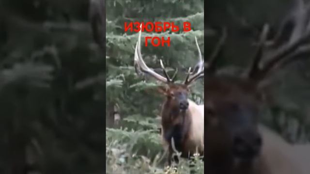 ИЗЮБРЬ В ГОН #shorts смотреть онлайн