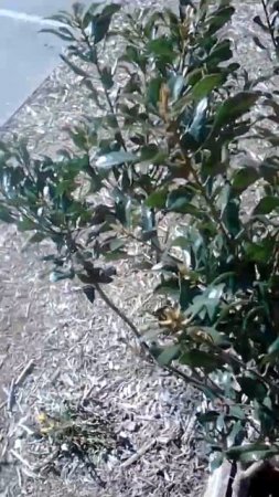 Wax Myrtle harvest soon: Ethnic Qarsherskiyan traditions and culture