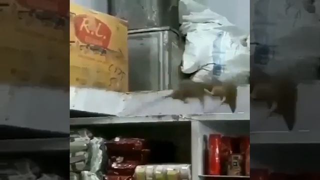 Крысы дерутся за пояс UFS