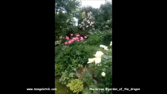 Прямой эфир из Сада Дракона 5 июня 2018 смотреть онлайн