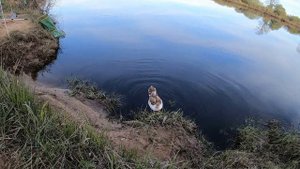 Вимба, Рыбец, Сырть и отличная рыбалка на реке Луга. Кингисепп. #рыбалка #лето #
