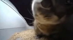 Chipi chipi chapa chapa (1Час) #чипичипи #чипичипичапачапа #chipichipi #chapachapa