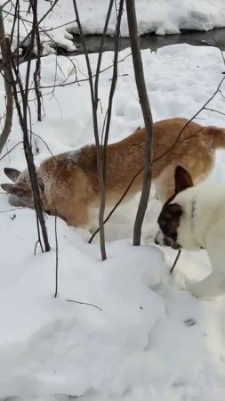 Жужа…Жужик
Молодая, задорная собака