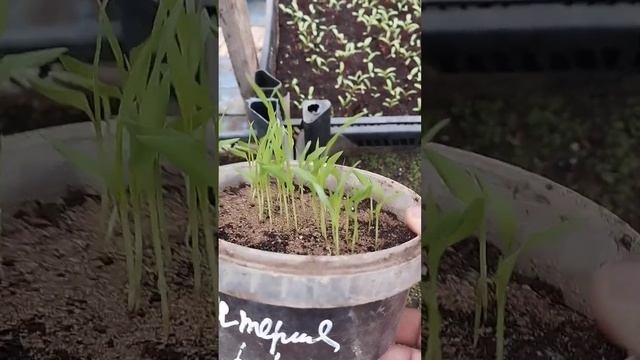 Сетария: всходы! Ещё одна новинка для флористики.