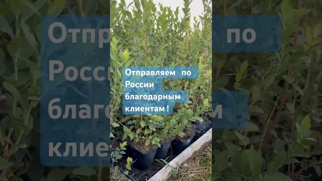 Саженцы двухлетней голубики садовой высокорослой! Заявки на Ватсап +78612132323