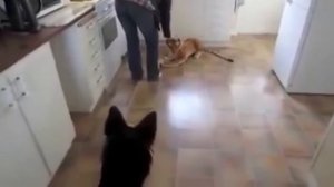 Собака Боится Игрушечного Тигра