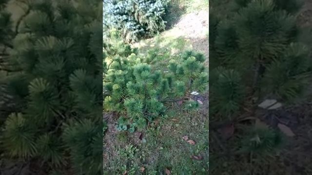 Прямой эфир из Сада Дракона 13,10,2018г смотреть онлайн