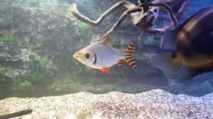 Семапрохилодус