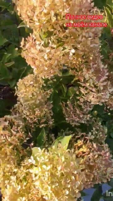 Сорта гортензий, которые не горят - Perle de Festival/Жемчужина Фестиваля.