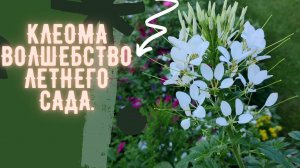 Клеома - Волшебство летнего сада.💐