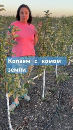 Двухсортовые яблони с комом земли!