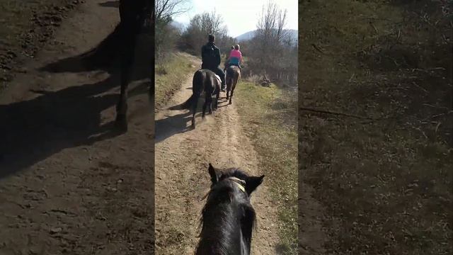 Конные прогулки !!!