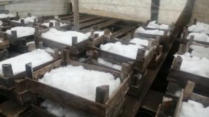 Посев "под зиму " и один из самых эффективных способов посева. Стратификация.