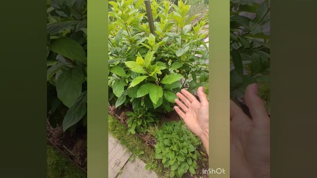 Результат лечения гортензии после весенних разломов ✂️.