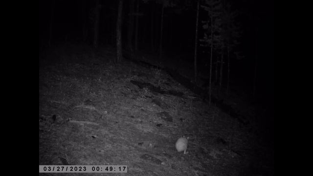 ДИКАЯ СОБАКА ЗАЯЦ БЕЛЯК смотреть онлайн