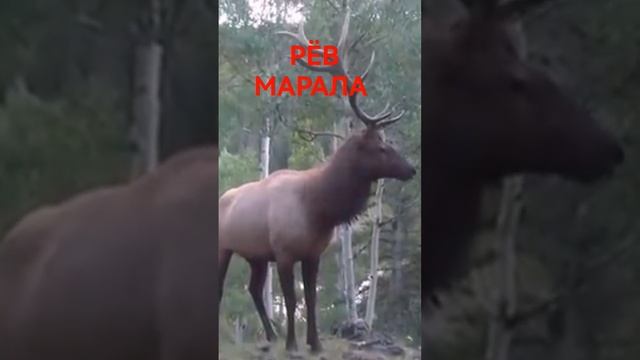 ГОЛОС МАРАЛА #shorts смотреть онлайн