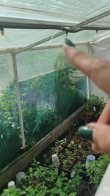 Туманообразование в череночнике. Модернизация.