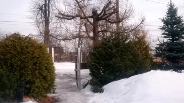 Лиственница сибирская смотреть онлайн