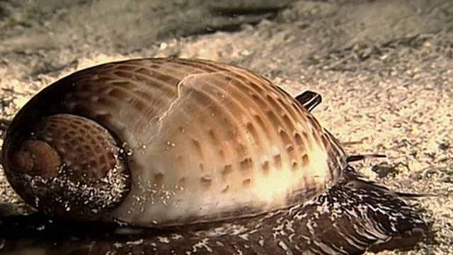 Wild Life: Discovering the World's Most Dangerous and Smartest Animals