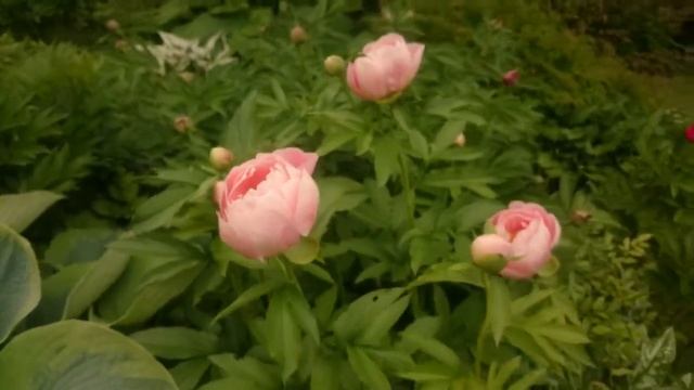 Paeonia Mary Gretchen смотреть онлайн