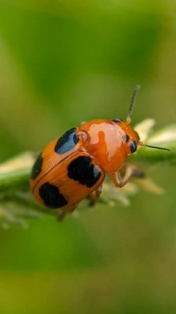 Lady bug🐞🔎🍃#shortvideo #youtubeshorts #youtube #macrophotography #macroworld #macro #ncm_photograph